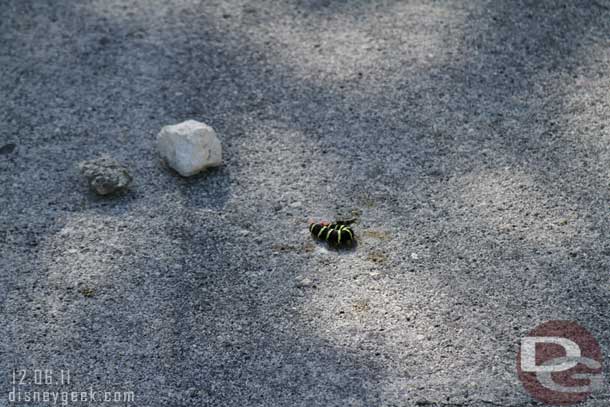 Not sure what this was on the trail.. it was moving so I kept moving..