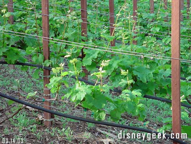 The new grape vines are starting to grow.