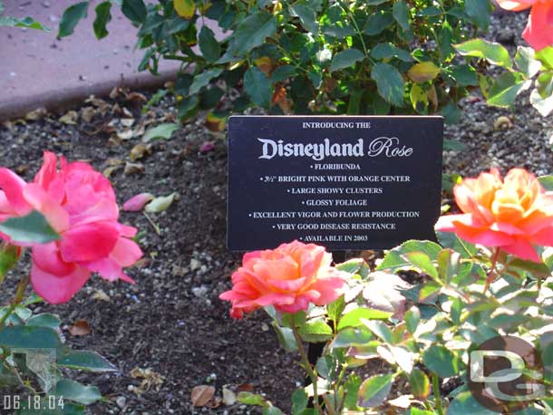 The sign for the Disneyland Rose, which is around the Flag Pole.  When at WDW at the Rose Walk that is part of the Flower & Garden Festival I asked where the Disneyland Rose was and they looked at me blankly.  Here is the proof it exists.