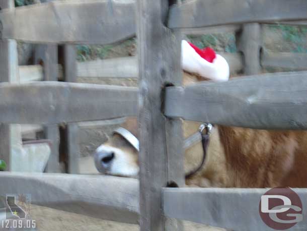 Maggie the cow got a santa hat..