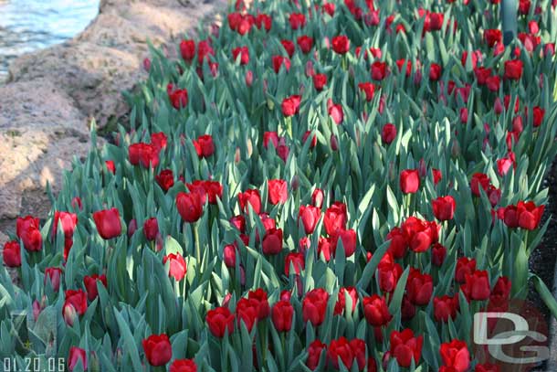 More tulips (was there a sale on them or something, they are everywhere...), these by the storybook canal