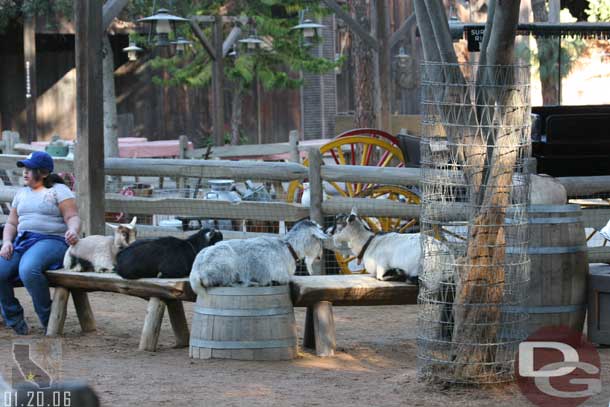 The goats are back and the ranch area is reopened