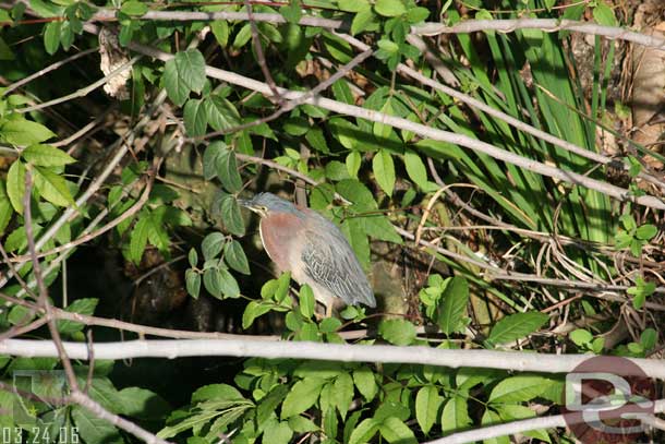 Spotted this bird along the Rivers of America.. do not remember seeing it around before.