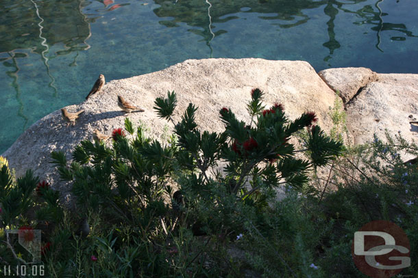 Just a random shot of little birds
