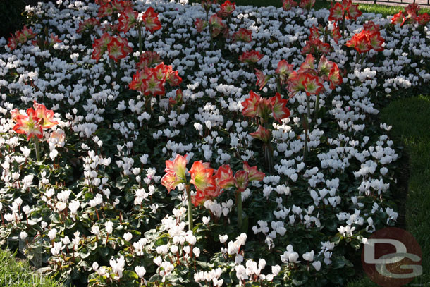 A random flowerbed on Main Street
