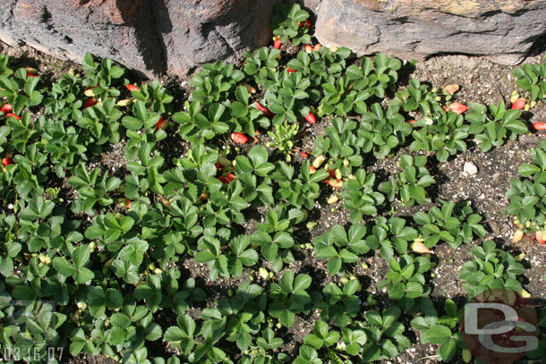 Strawberries growing near the entrance to Tomorrowland