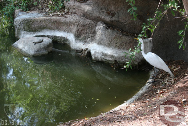 A turtle and bird hanging out along the Big Thunder trail