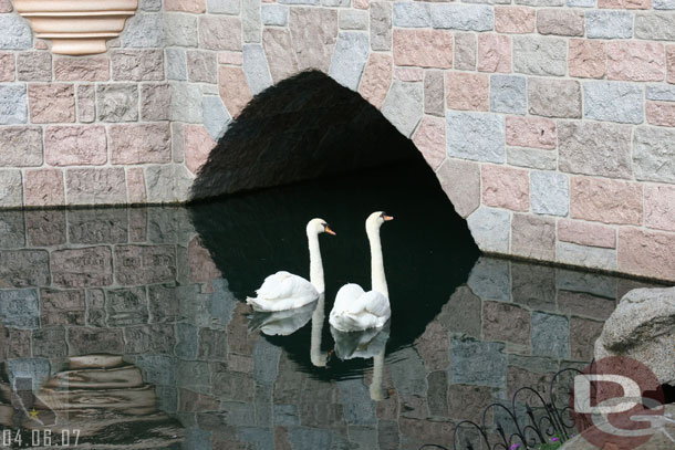 The swans had ventured out to the main part of the moat/lake