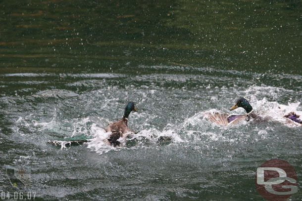 Two ducks were fighting