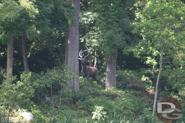 the tarps along the river are down, they were coving the deer