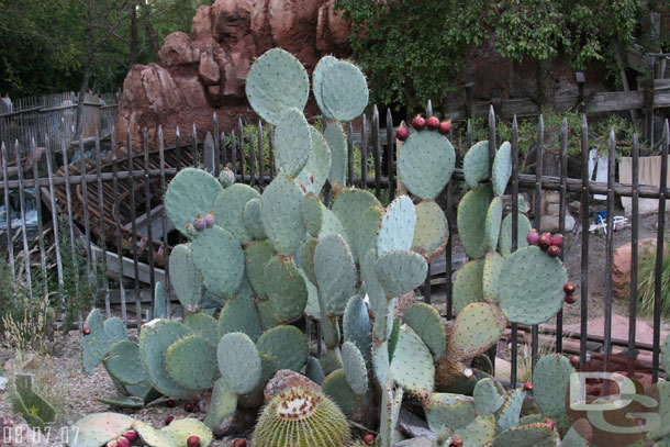 The cactus by Big Thunder are blooming (guess you call it blooming)