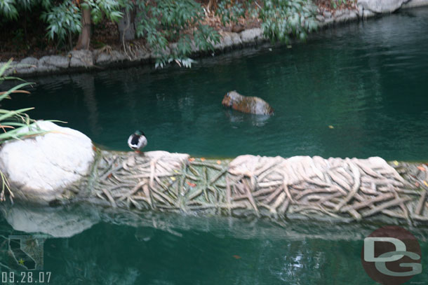 The two beavers were moving around, first time I had seen both moving in years