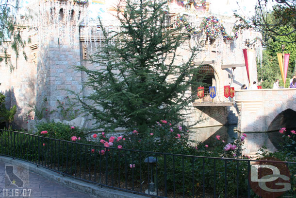 No small pine trees again this year around the Castle