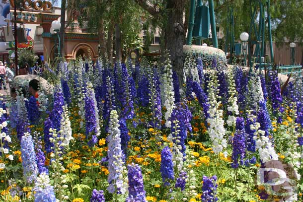 Everything seems to be in bloom around the parks