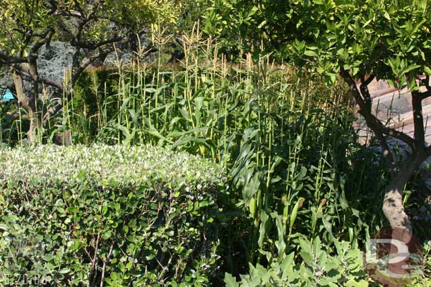 The corn is growing nicely in Tomorrowland.