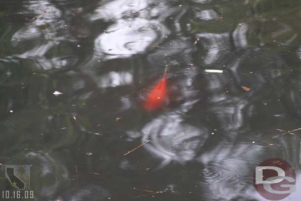 Someone asked me if the fish were back in the waterways.. spotted this one near Frontierlands entrance