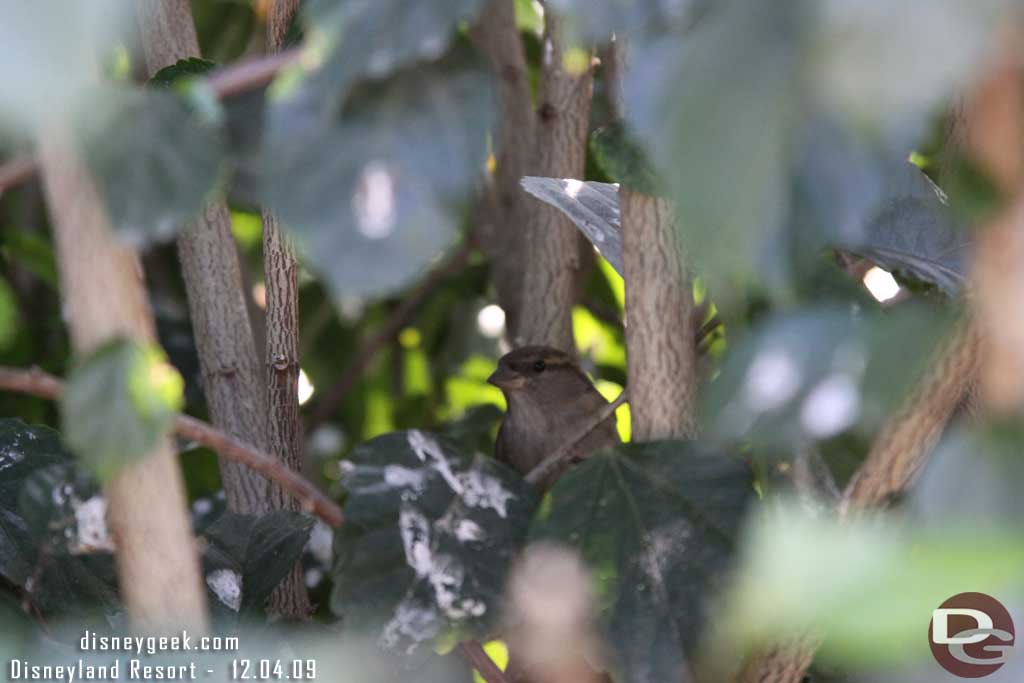 The trees near the coffee/pin carts were filled with these little birds (and they were loud)