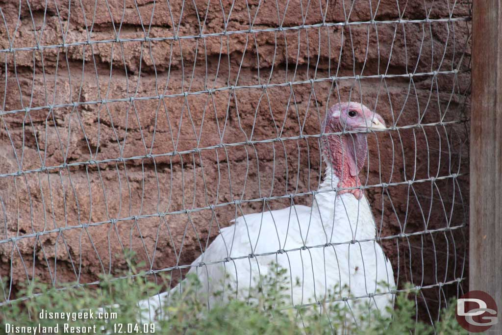 The pardoned turkey was out