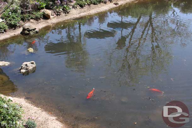 Fish is the pond as you look toward Frontierland.