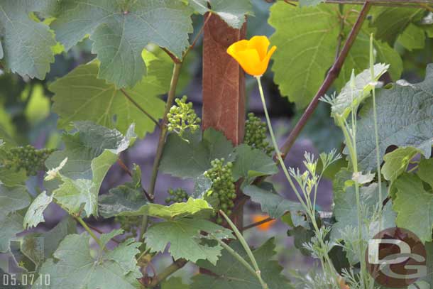 The grapes are starting to grow in the vineyard