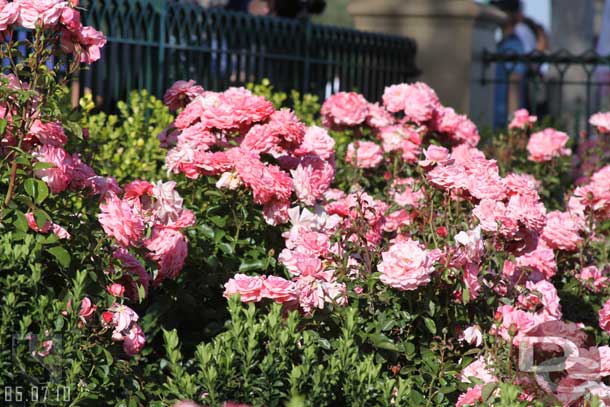 The flowers in the park were in full bloom (just ask my allergies!)