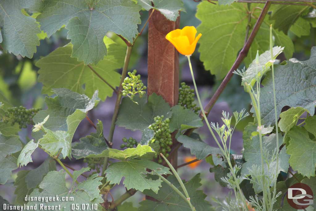 The grapes are starting to grow in the vineyard