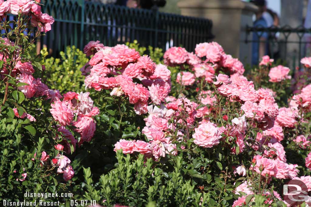 The flowers in the park were in full bloom (just ask my allergies!)