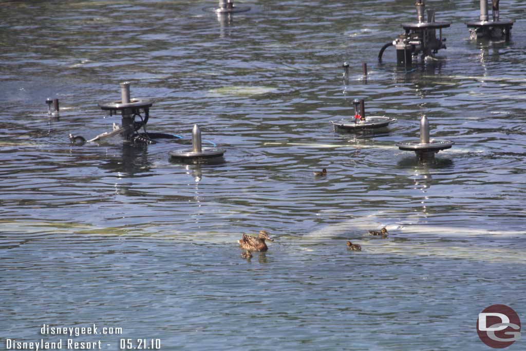 Spotted this family of ducks.. the one got trapped for a moment as the platform was rising.