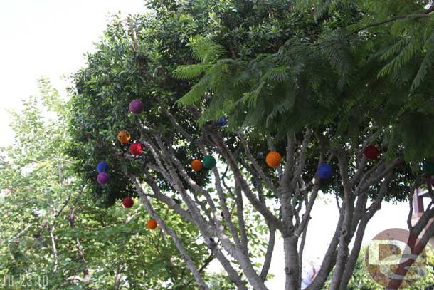 In Downtown Disney looks like the Christmas lights are going up in the trees.