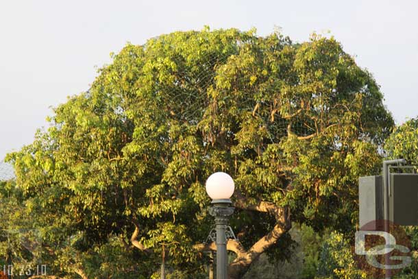 The Christmas lights are being installed in the trees.