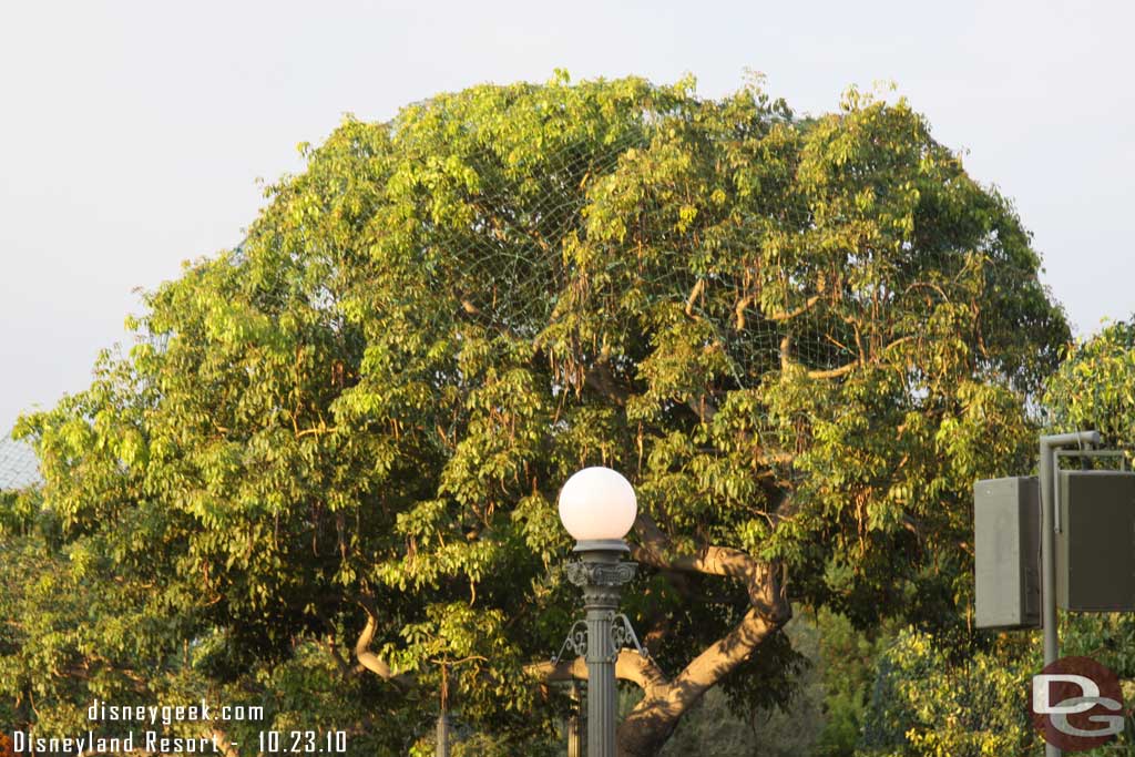 The Christmas lights are being installed in the trees.