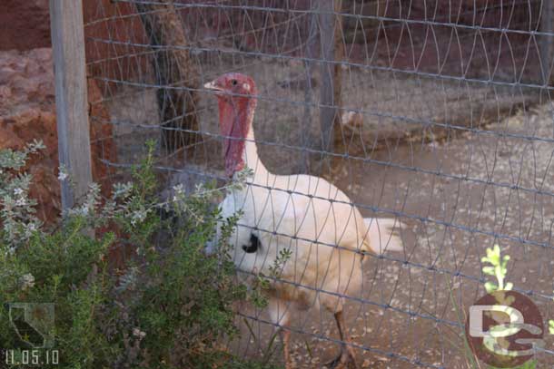 A turkey watching him...