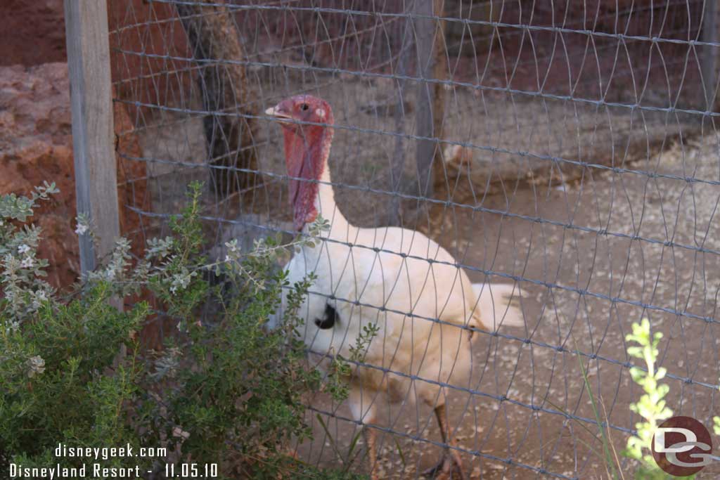 A turkey watching him...