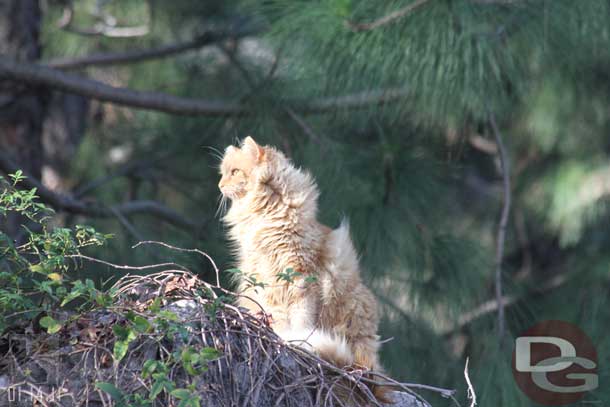 A cat was hanging out near the vineyard.