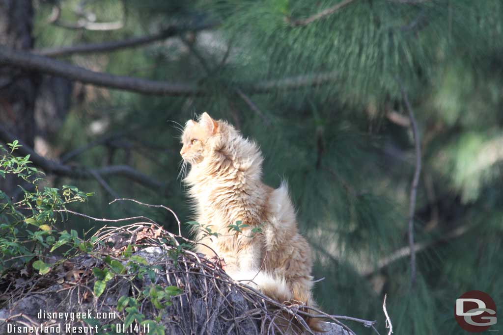 A cat was hanging out near the vineyard.