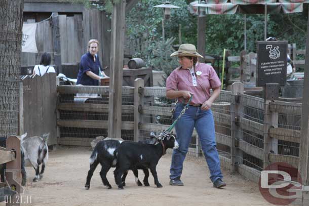 Time for the goats to head in for the evening.