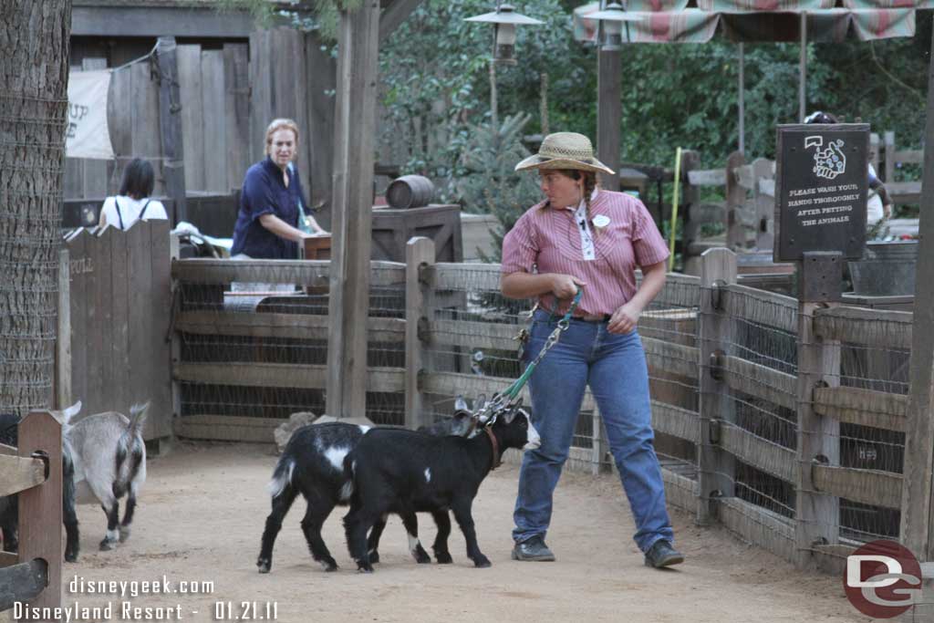 Time for the goats to head in for the evening.