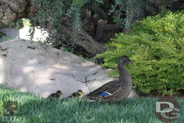 Some ducklings in the park.