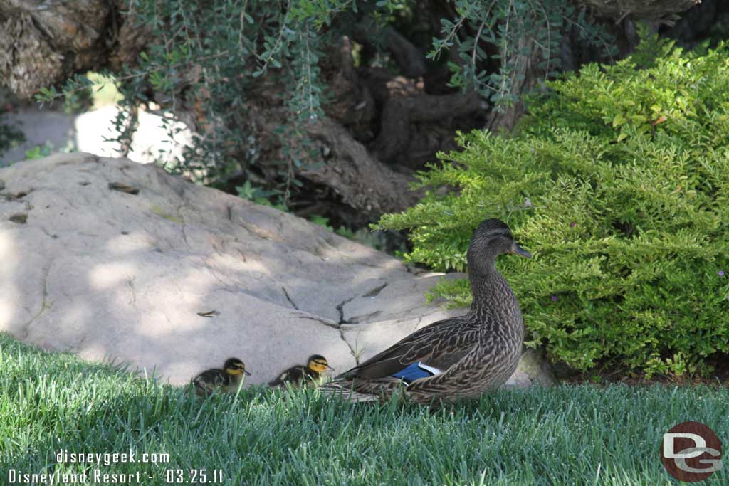 Some ducklings in the park.