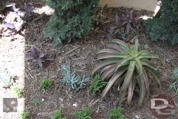 Since we used more of the queue this time around, here are some shots.  The plants look like sea life.