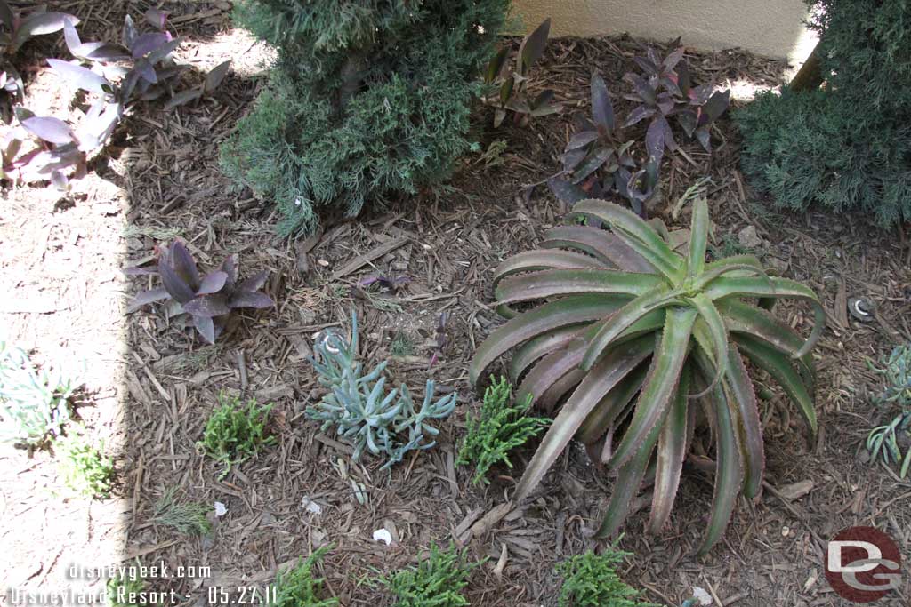 Since we used more of the queue this time around, here are some shots.  The plants look like sea life.