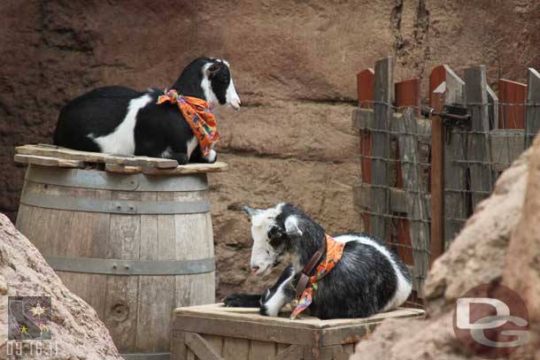 Even the goats are in the spirit this year.