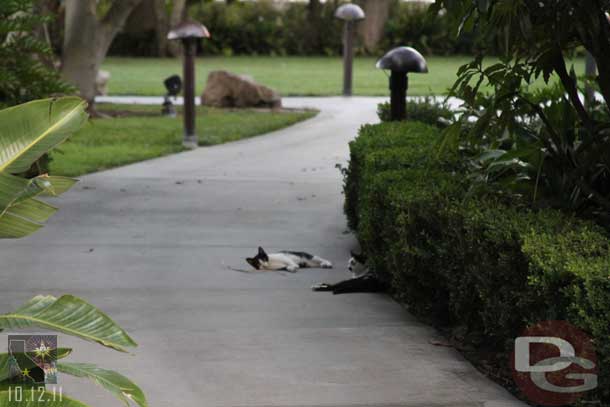 A couple of cats just laying around.