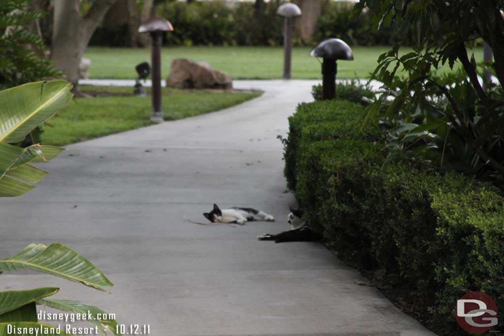 A couple of cats just laying around.