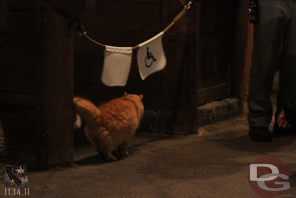 A random cat near the Redwood Creek trail.