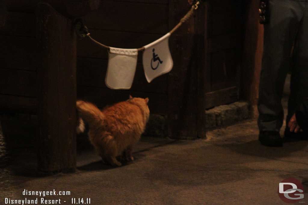 A random cat near the Redwood Creek trail.