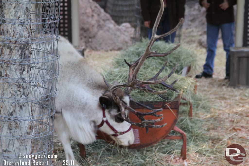 Next stop the Reindeer Roundup.