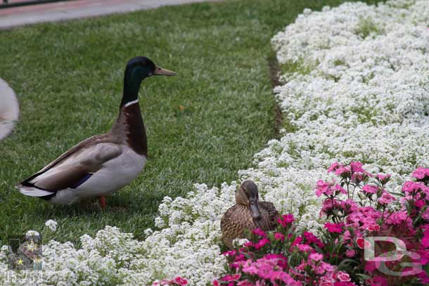 Some ducks awaiting the band.