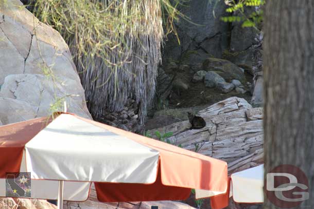 A cat was hanging out watching the crowds below.