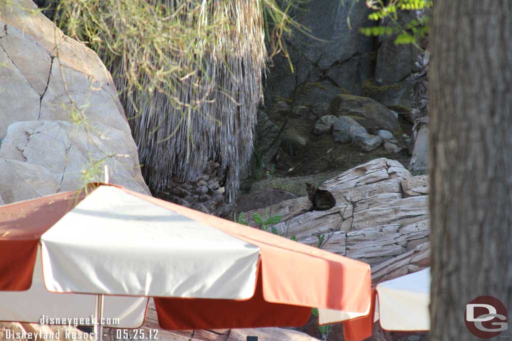 A cat was hanging out watching the crowds below.